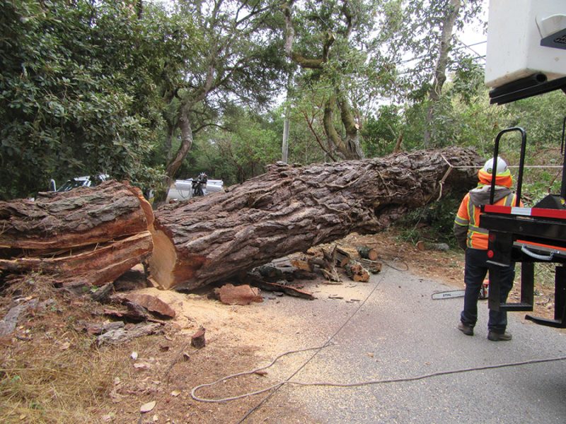 tree_down_in_seahaven