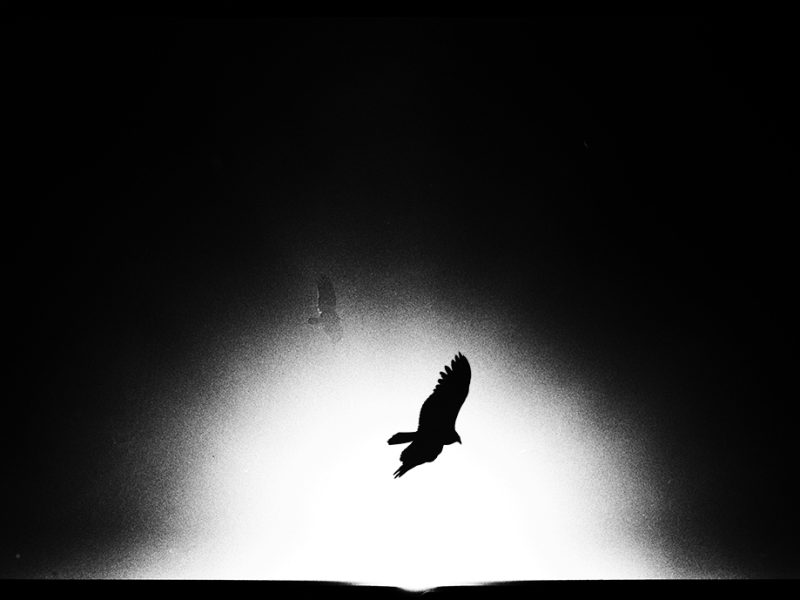 vulture