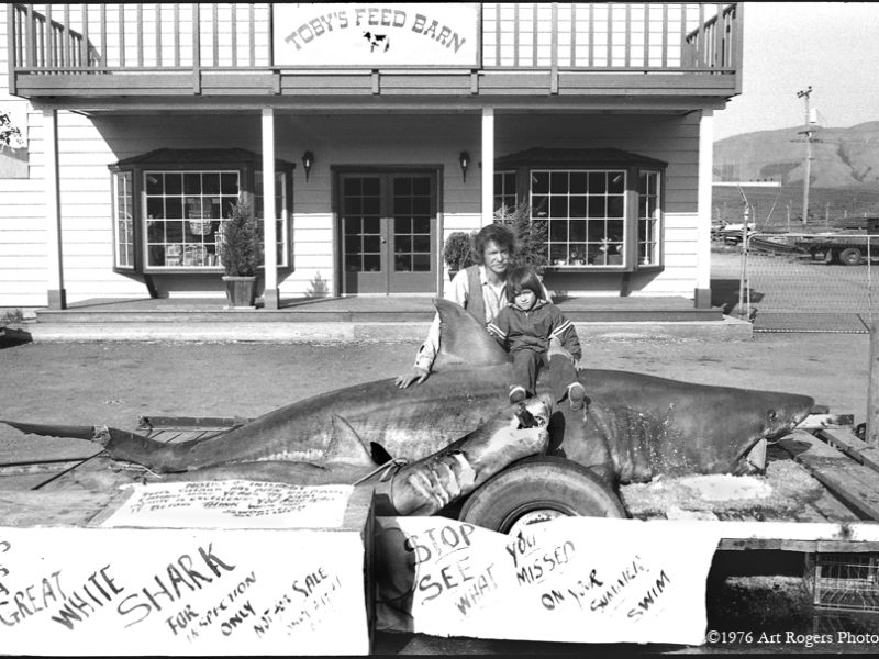 webcart_rogers_family_album_1_ton_shark_1976