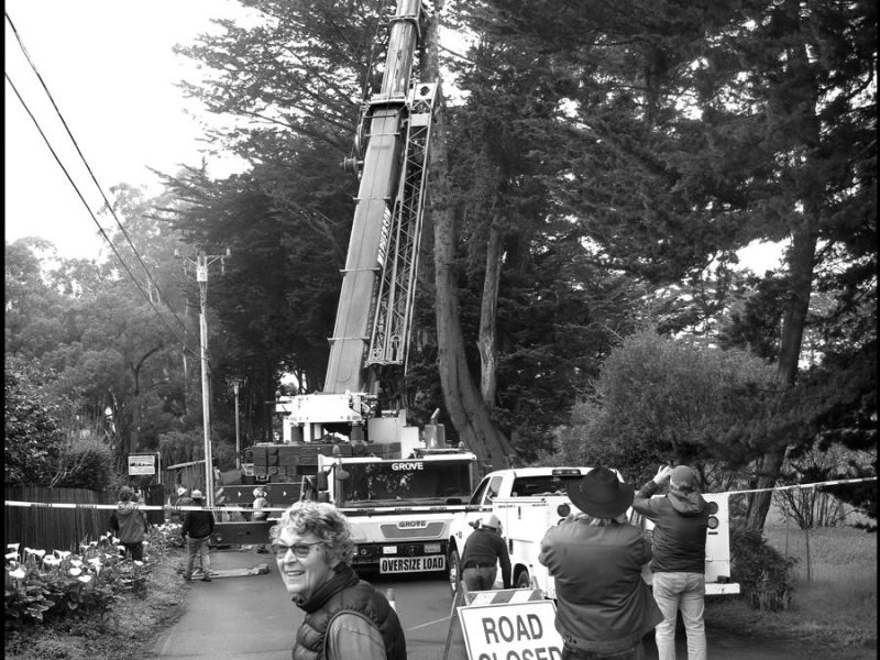 webcart_rogers_family_album_cypress_tree_crane_on_cypress_road_with_bobbie_loeb