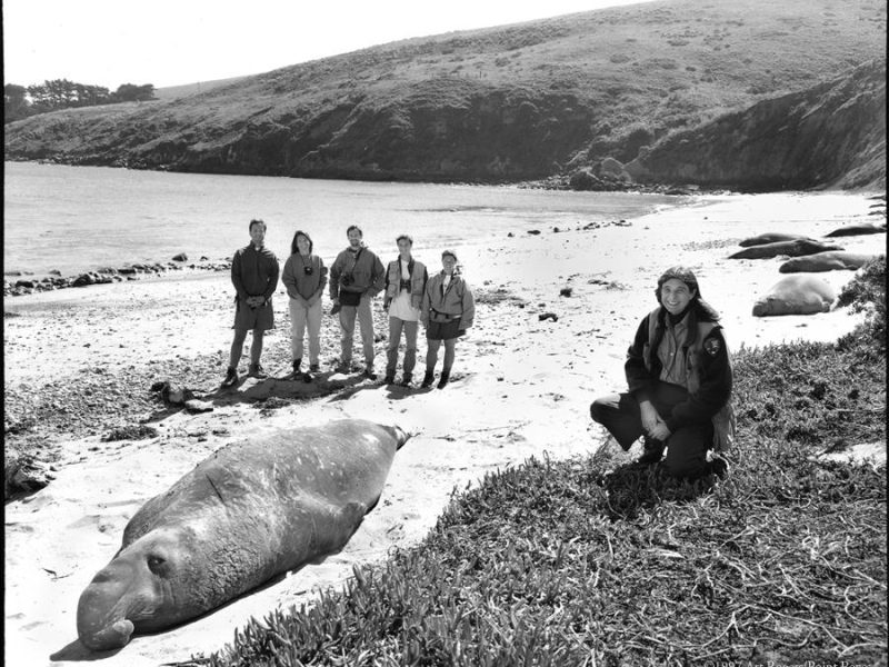 webcart_rogers_family_album_great_moments_sarah_allen_elephant_seal_2