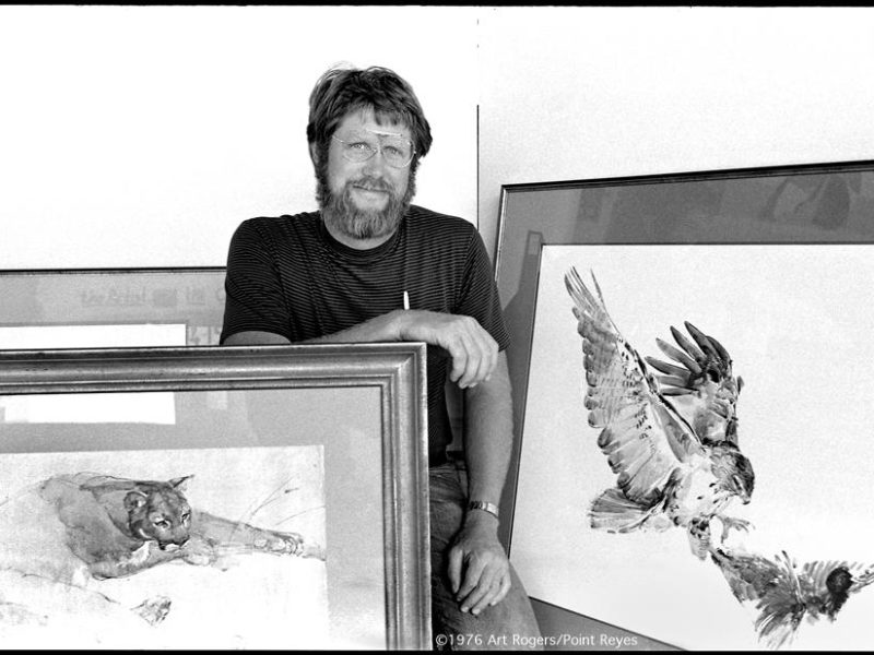 webcart_rogers_family_album_thomas_quinn_artist_with_watercolors_22reclining_cougar22_redtailed_hawk_with_coot22
