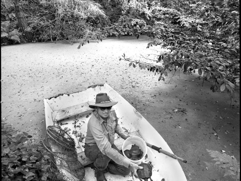 webcart_rogers_family_album_tim_bonet_western_pond_turtles_8