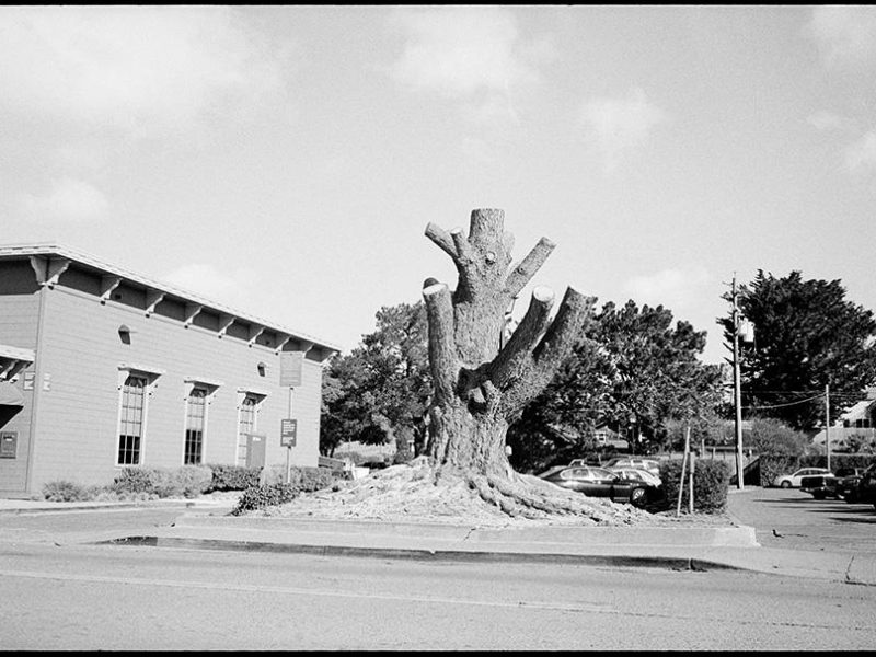 wells_fargo_pine_tree