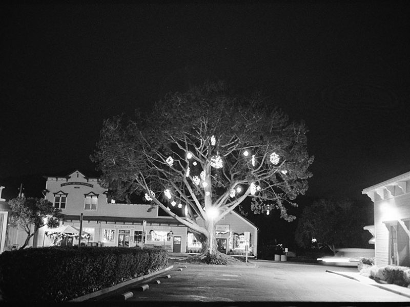 wells_fargo_tree