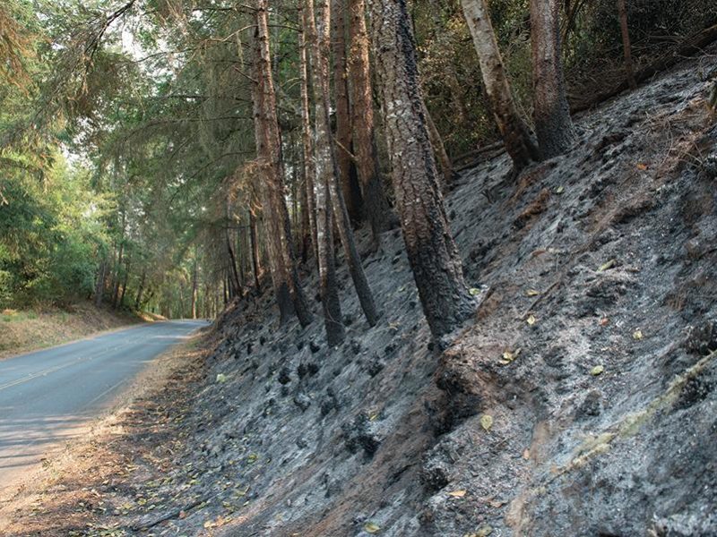 woodward_fire_backburn_limantour_road_