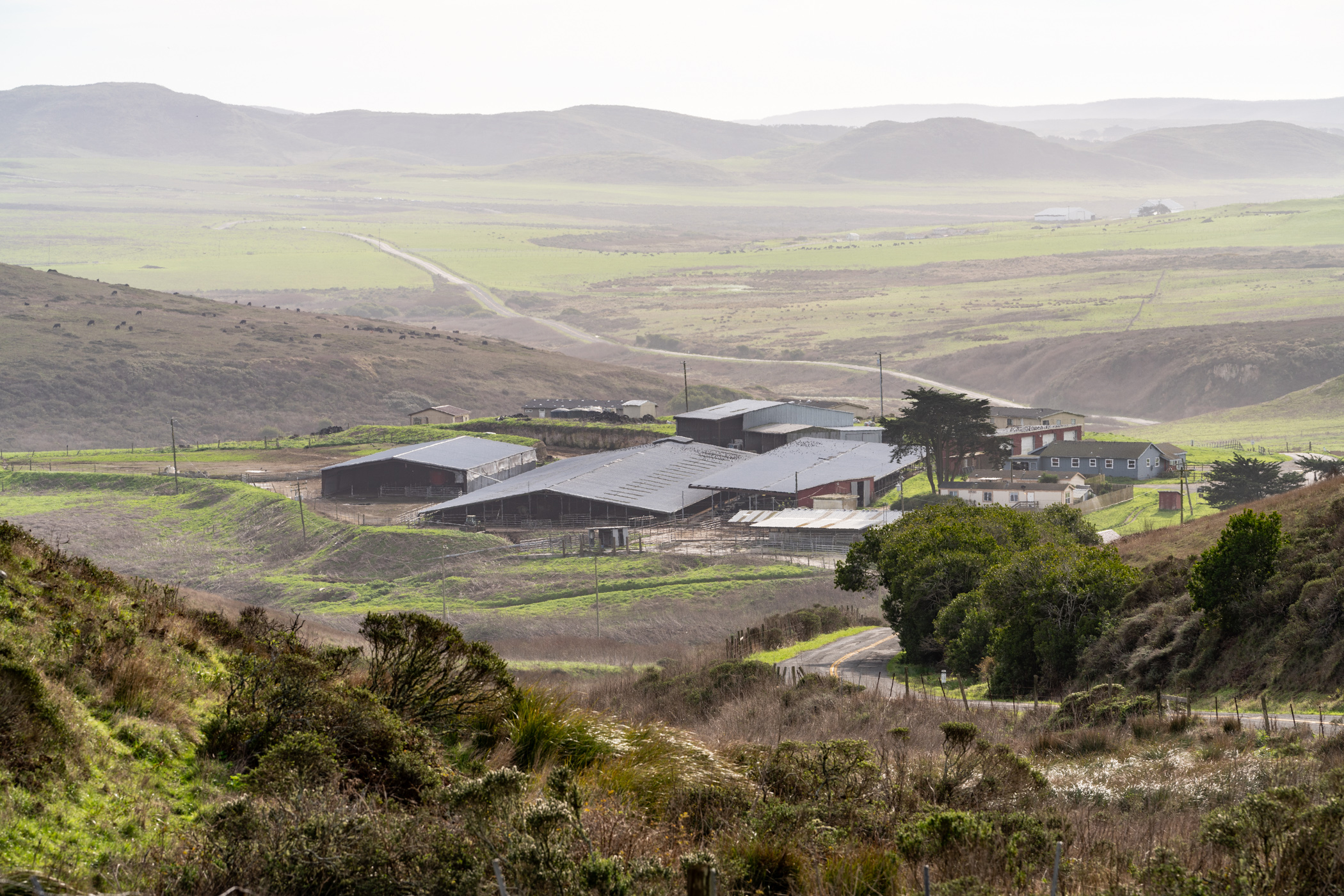 Point Reyes Ranching Deal reached to end Point Reyes ranching - Point Reyes Light
