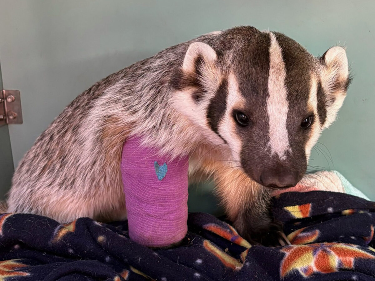 Injured Point Reyes badger makes history