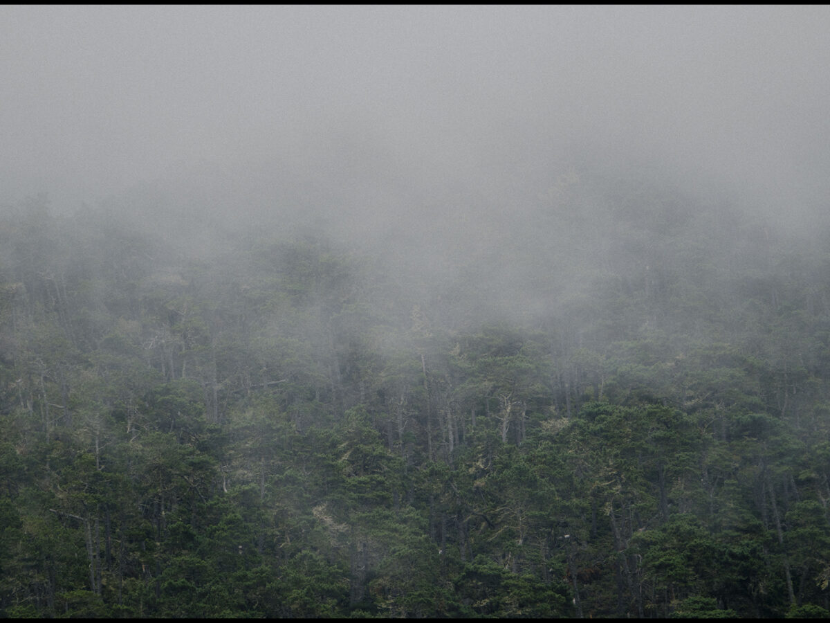 Capturing the capricious coastal fog