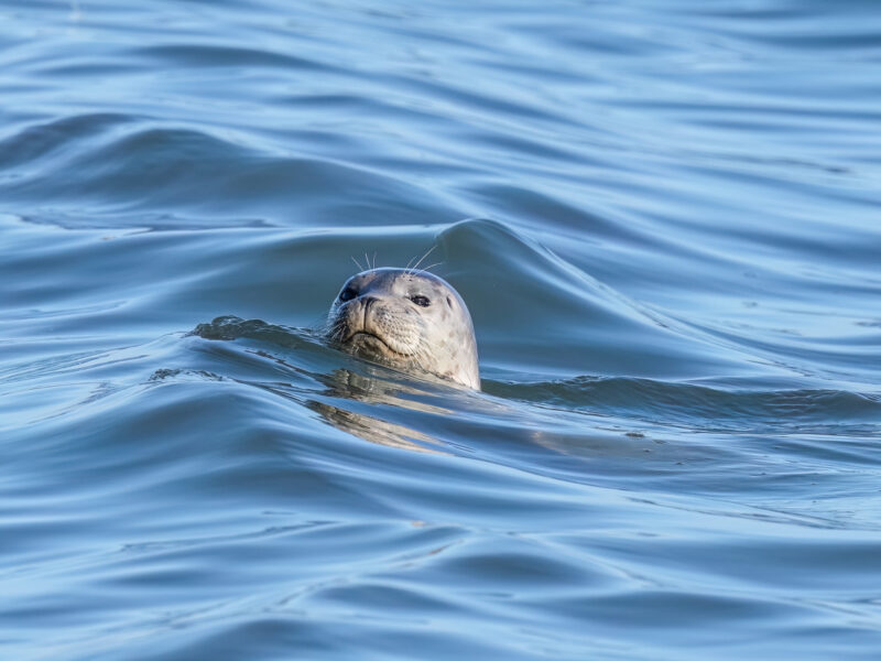 Another bad year for seal pups
