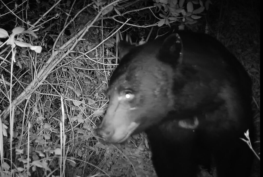 A close eye on bears
