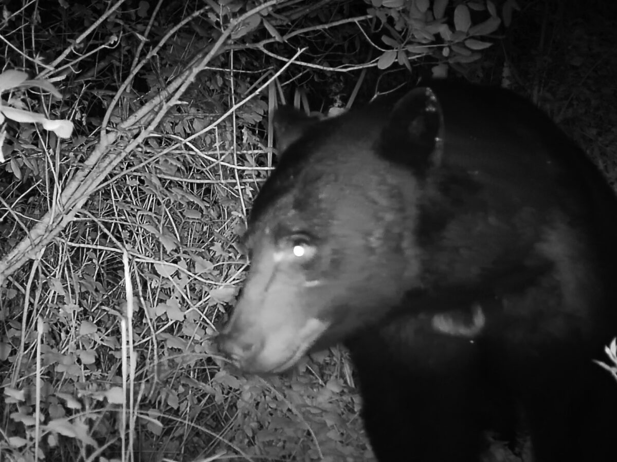 A close eye on bears