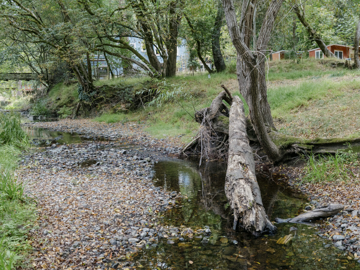 Stream experts help when trees fall, banks fail